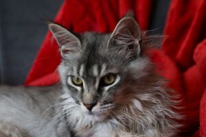Chewy's Luxurious Multi-Level Cat Tower: Where Comfort Meets Premium Pet Design - Featured image