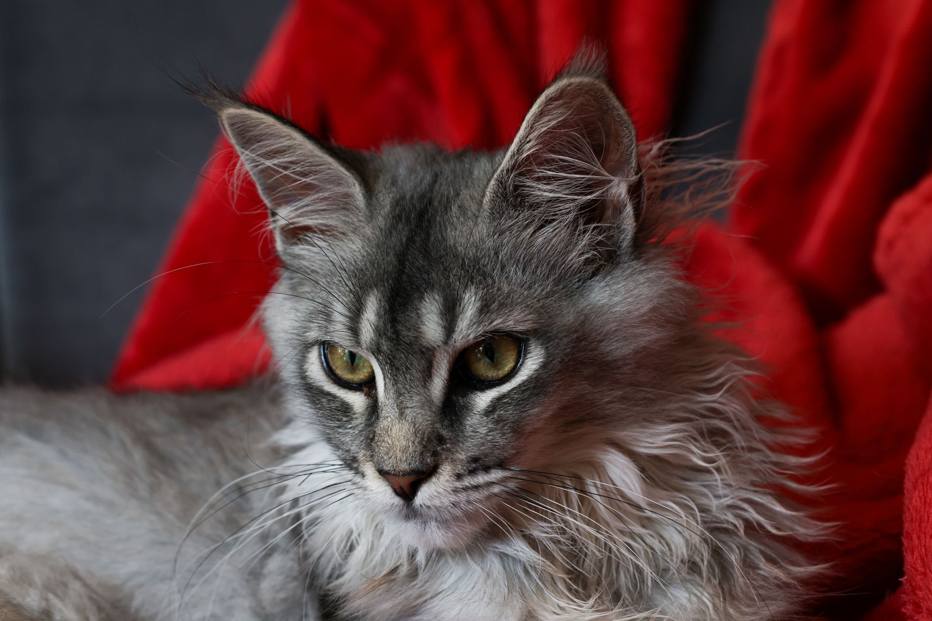 Chewy's Luxurious Multi-Level Cat Tower: Where Comfort Meets Premium Pet Design - Featured image