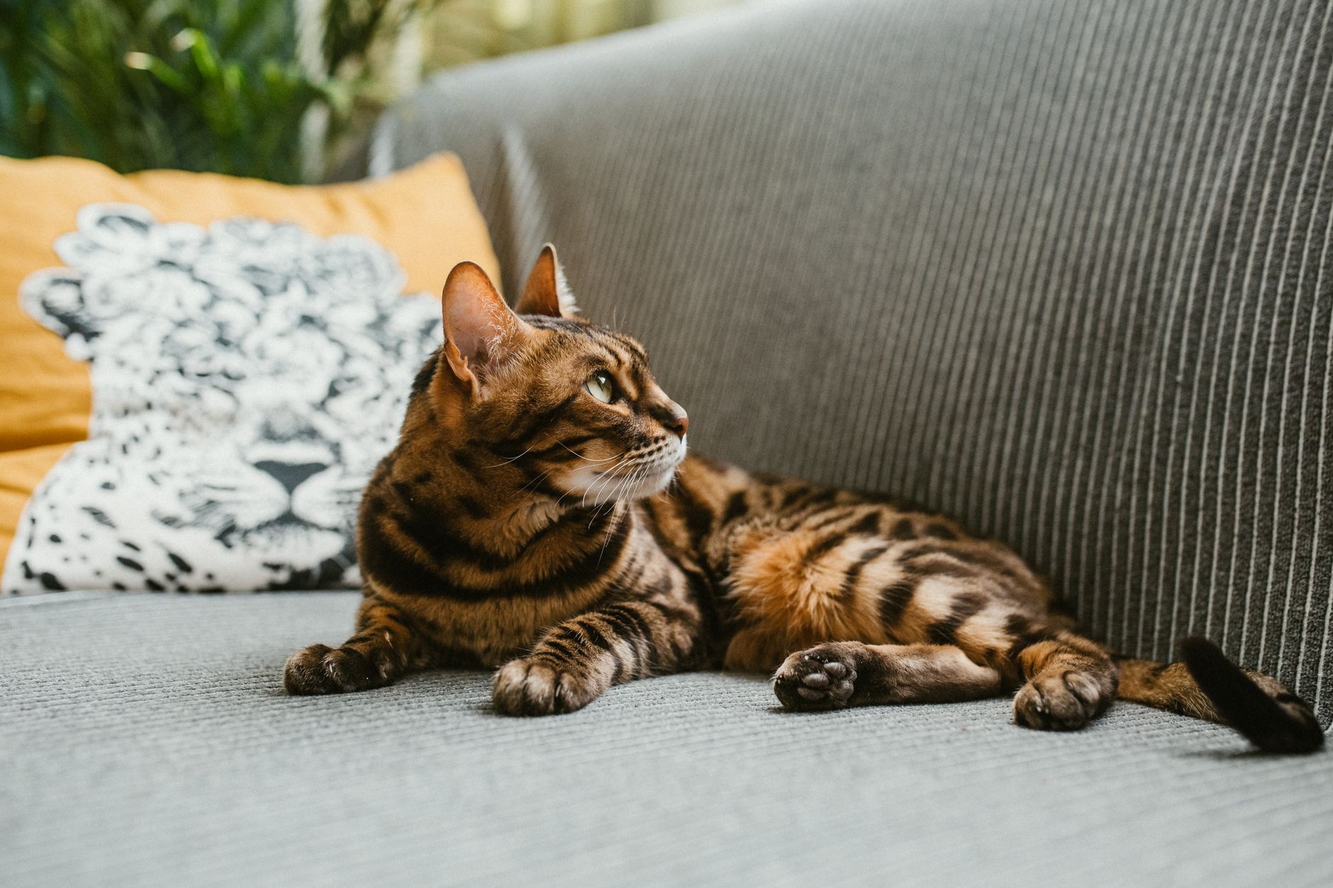 Complete guide to Bengal cat coat colors and distinctive markings - Featured image