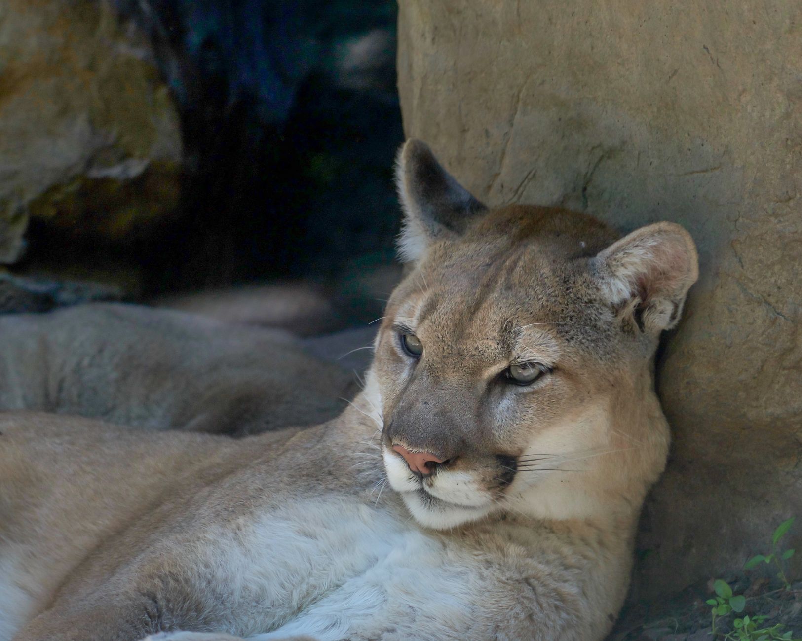 Cougar Kitten's Name to Be Revealed This Friday at Zoo Event - Featured image
