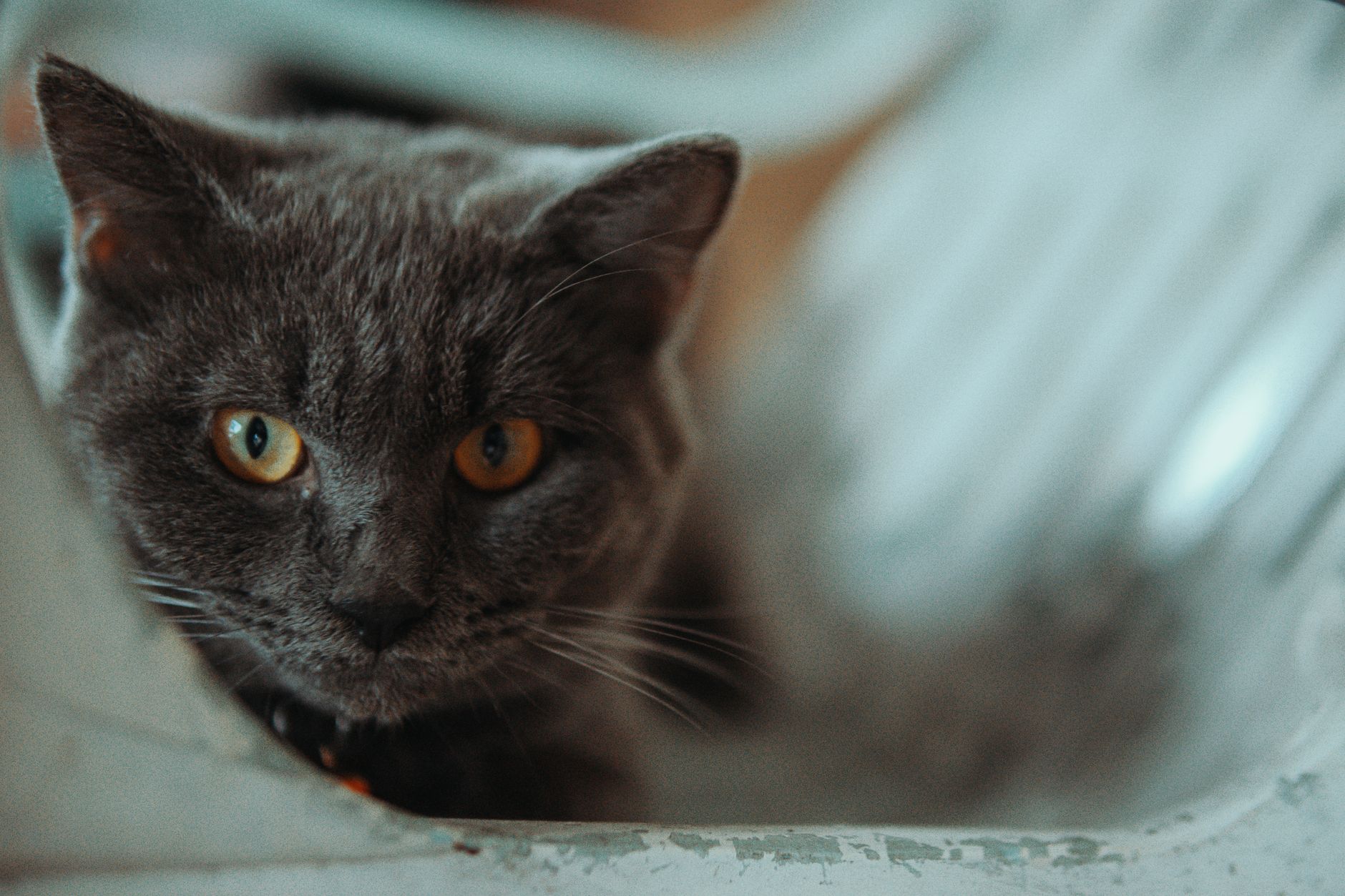 Cute British Shorthair Kittens Wrestling: Watch These Adorable Cats Play - Featured image