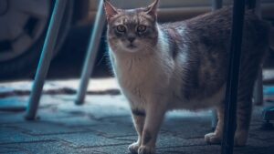 Dangerous Feline Virus Affects Adult Cats: Veterinarian Alert 2026 - Featured image