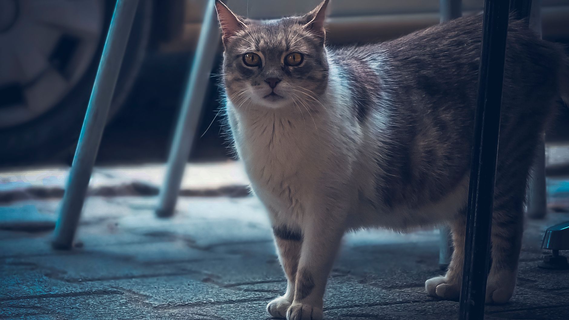 Dangerous Feline Virus Affects Adult Cats: Veterinarian Alert 2026 - Featured image