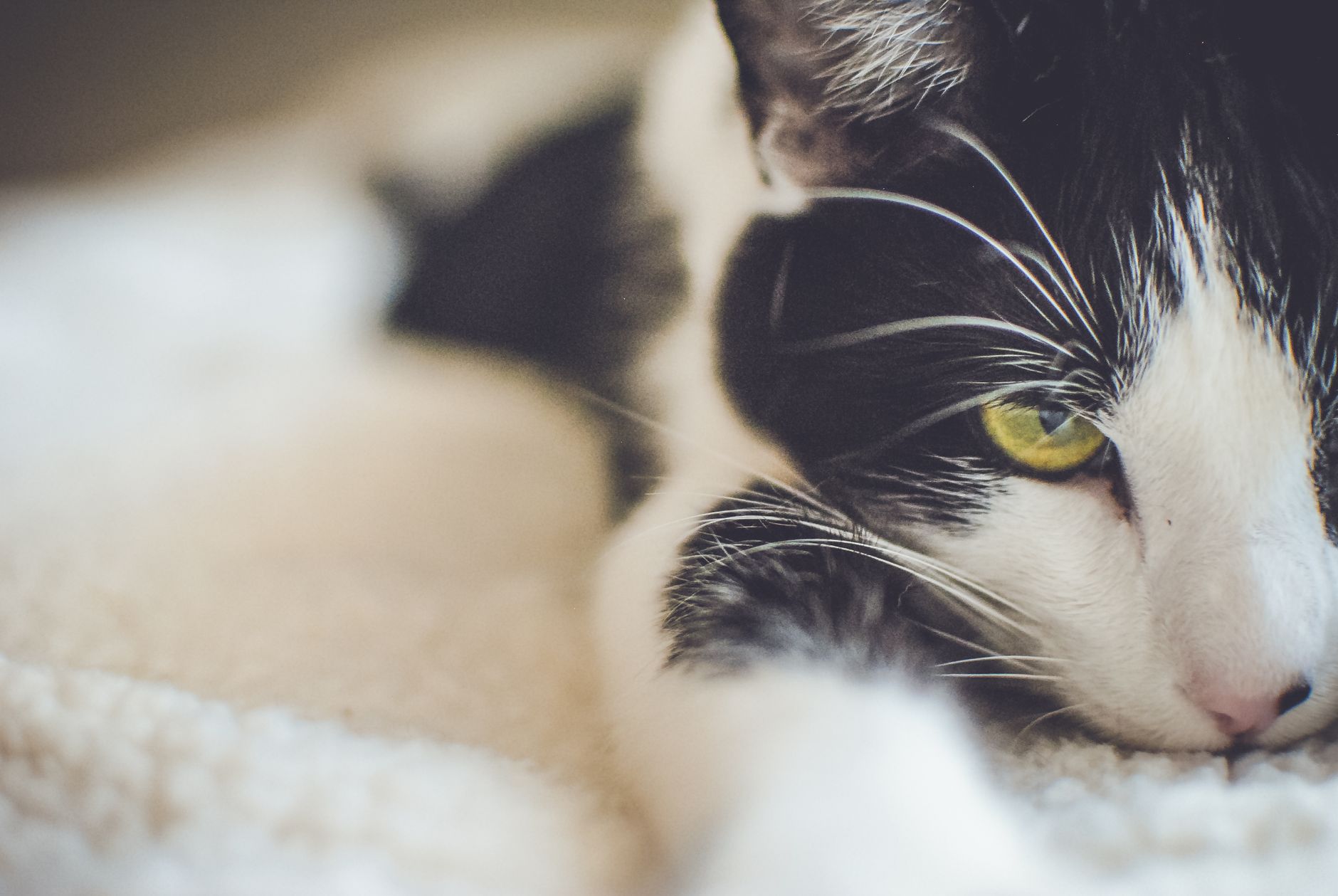Dangerous Poisoned Cat Food Alert Affects Mobile Home Park Community - Featured image