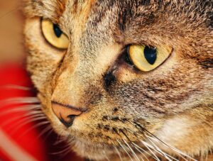 Feline Experience Coming to Fountain Hills Arizona This Season - Featured image