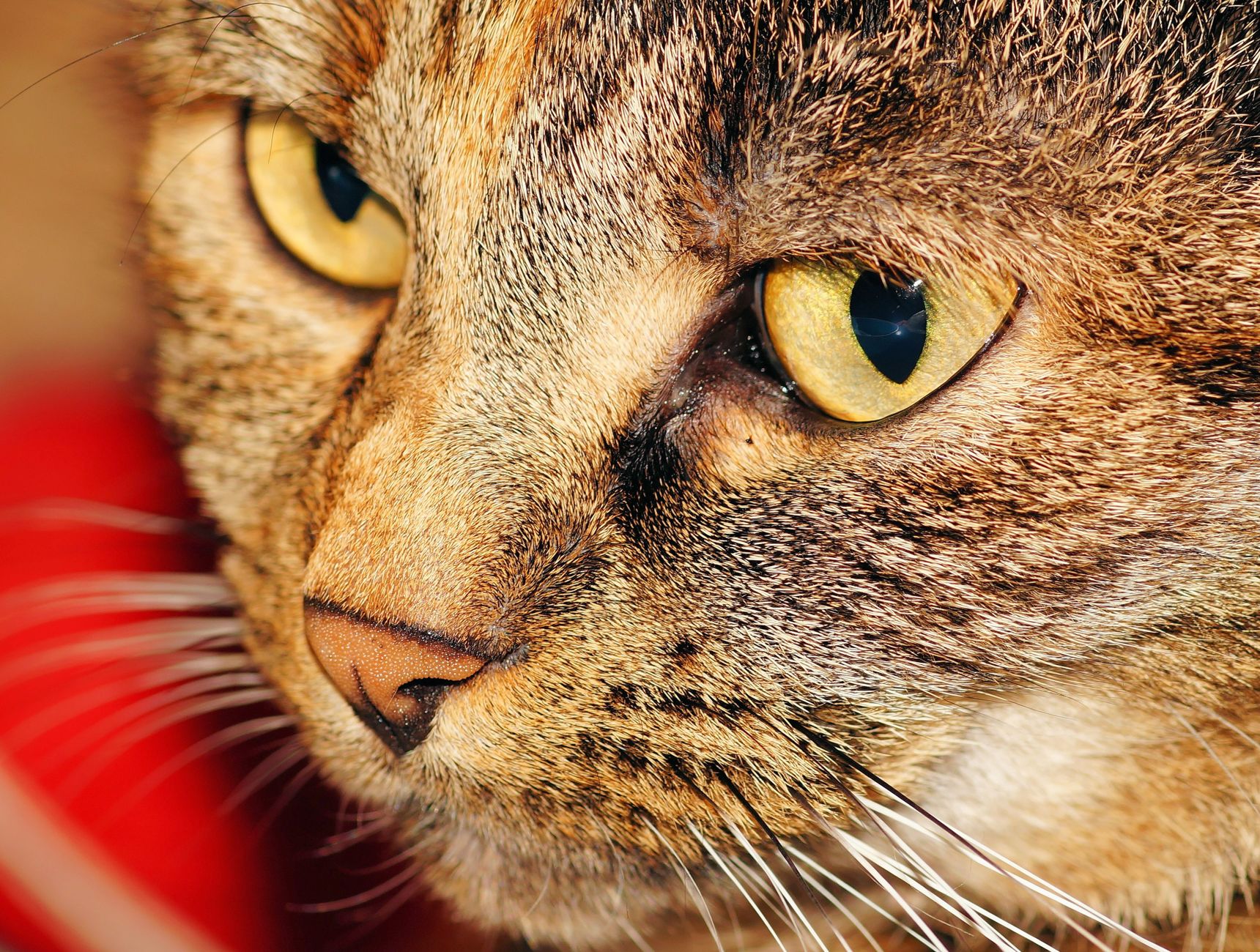 Feline Experience Coming to Fountain Hills Arizona This Season - Featured image