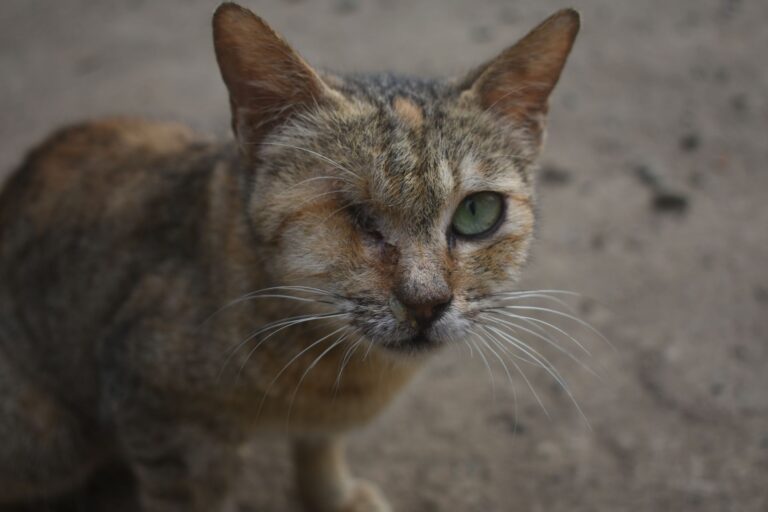 Feline Survives 30 Mile Grip Ride Beneath Truck on California Interstate - Featured image