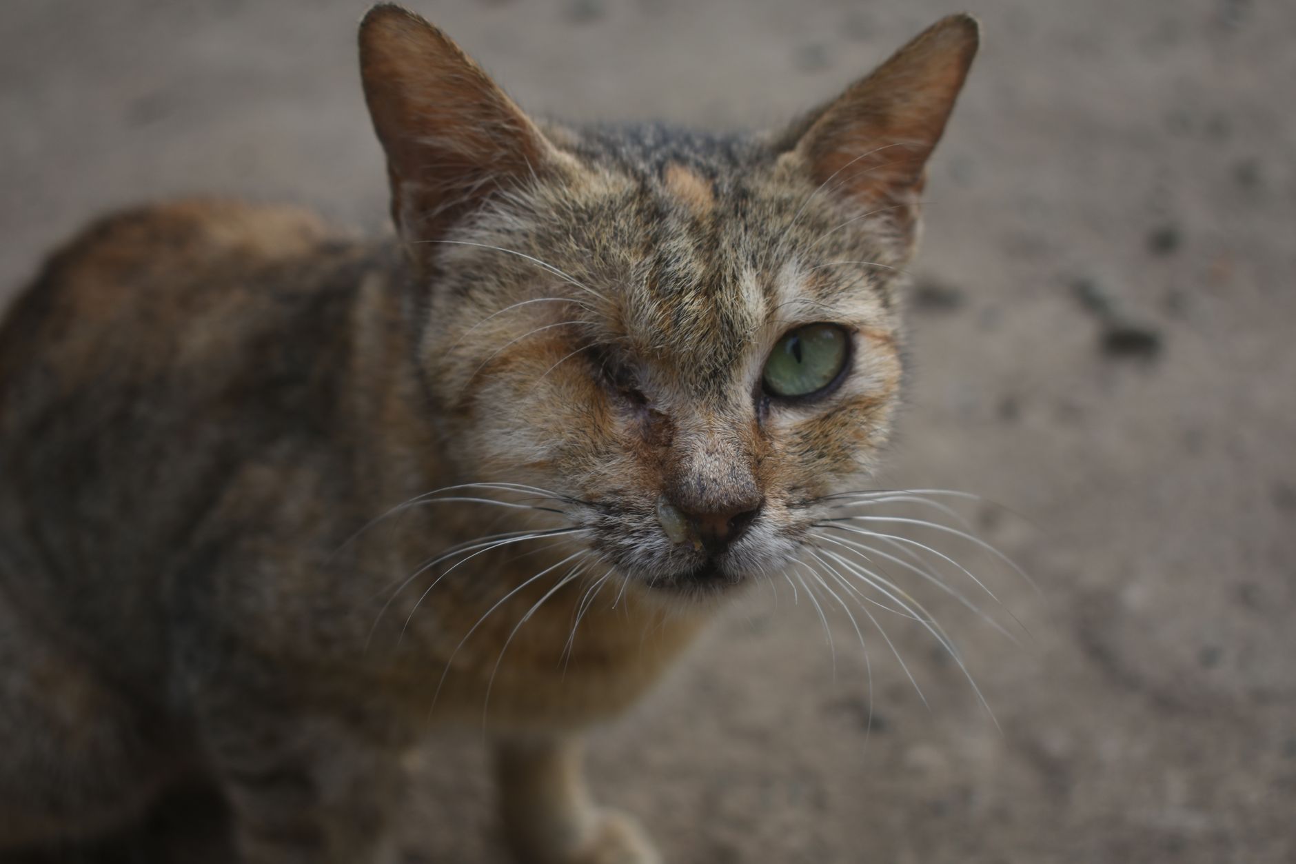 Feline Survives 30 Mile Grip Ride Beneath Truck on California Interstate - Featured image