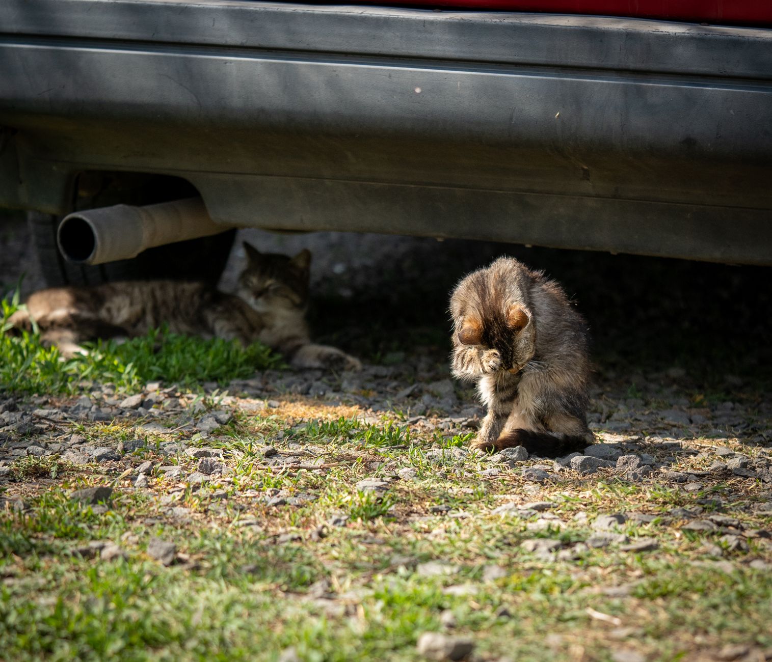 Feral cat rescue accelerates during heavy rainfall and severe weather - Featured image