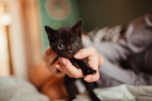 Fragile kitten survives multiple health crises en route to adoption - Featured image