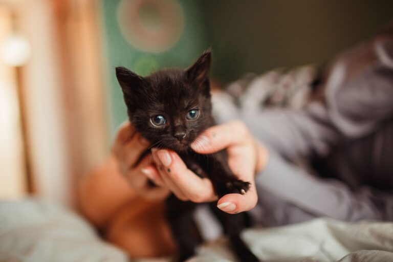 Fragile kitten survives multiple health crises en route to adoption - Featured image