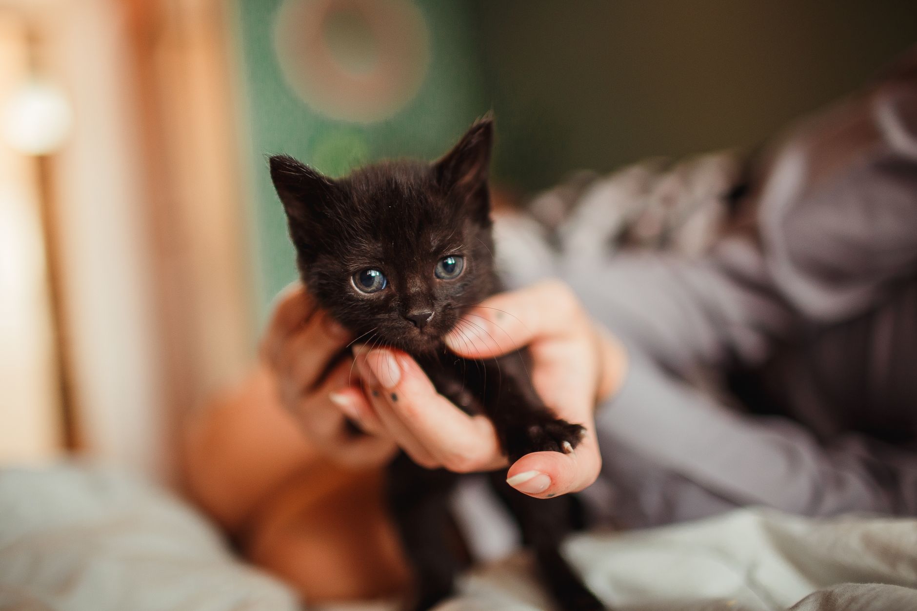 Fragile kitten survives multiple health crises en route to adoption - Featured image