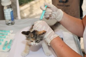 Health department debates new rules for controlling feral cat populations - Featured image