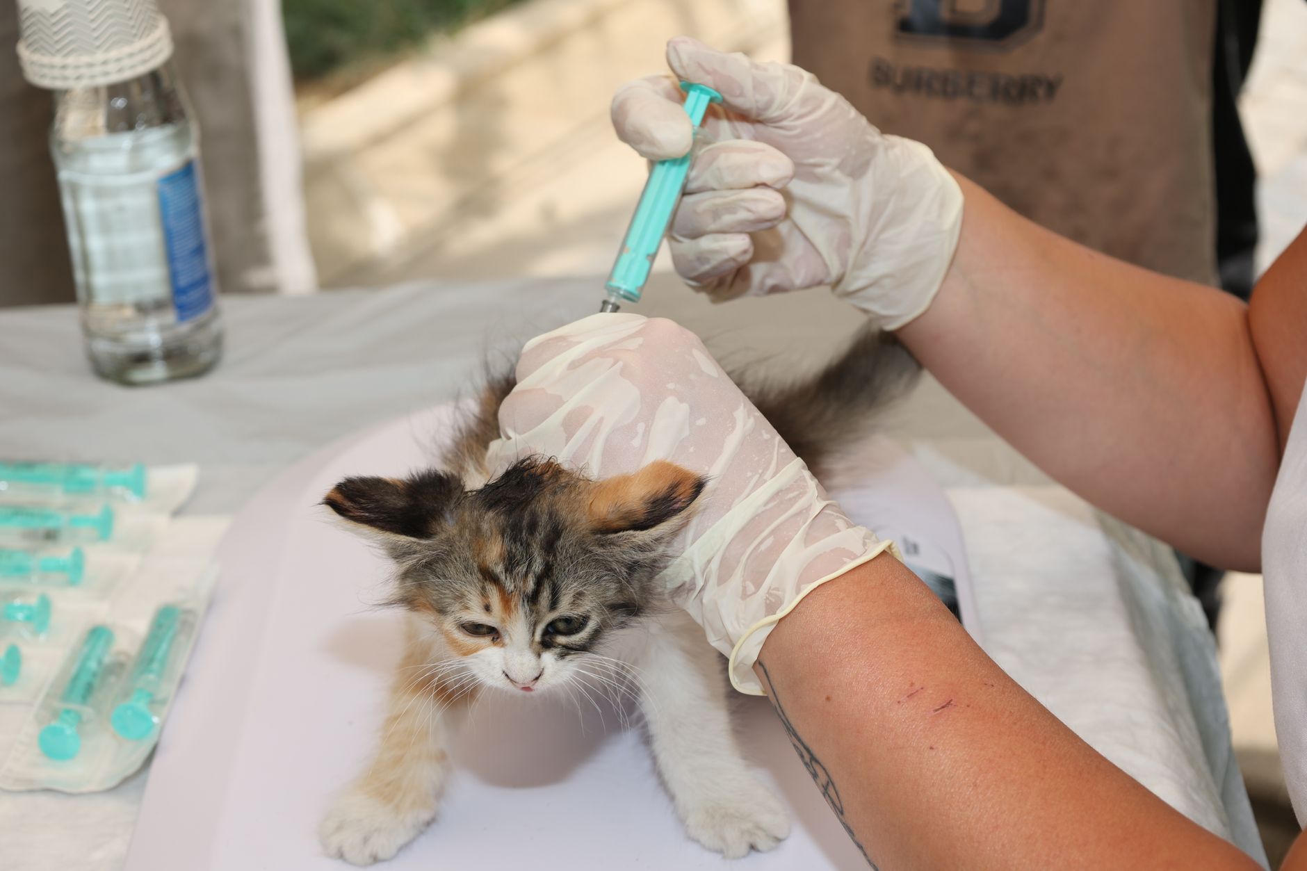Health department debates new rules for controlling feral cat populations - Featured image