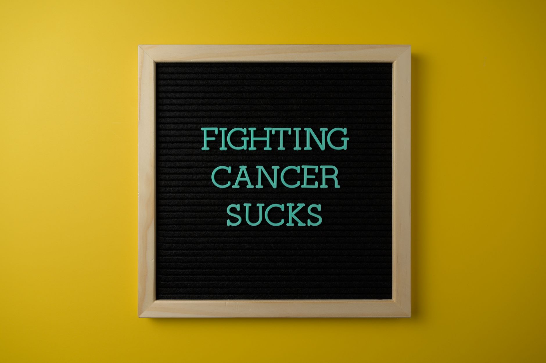How A Cancer Fighter's Cat Drove Poland's Pet Advocacy Forward - Featured image