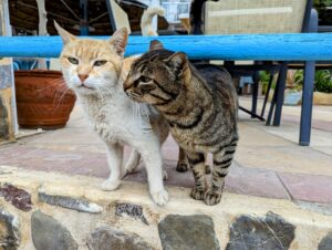 How Cat Cafes Are Helping Animal Shelters Rescue More Felines - Featured image