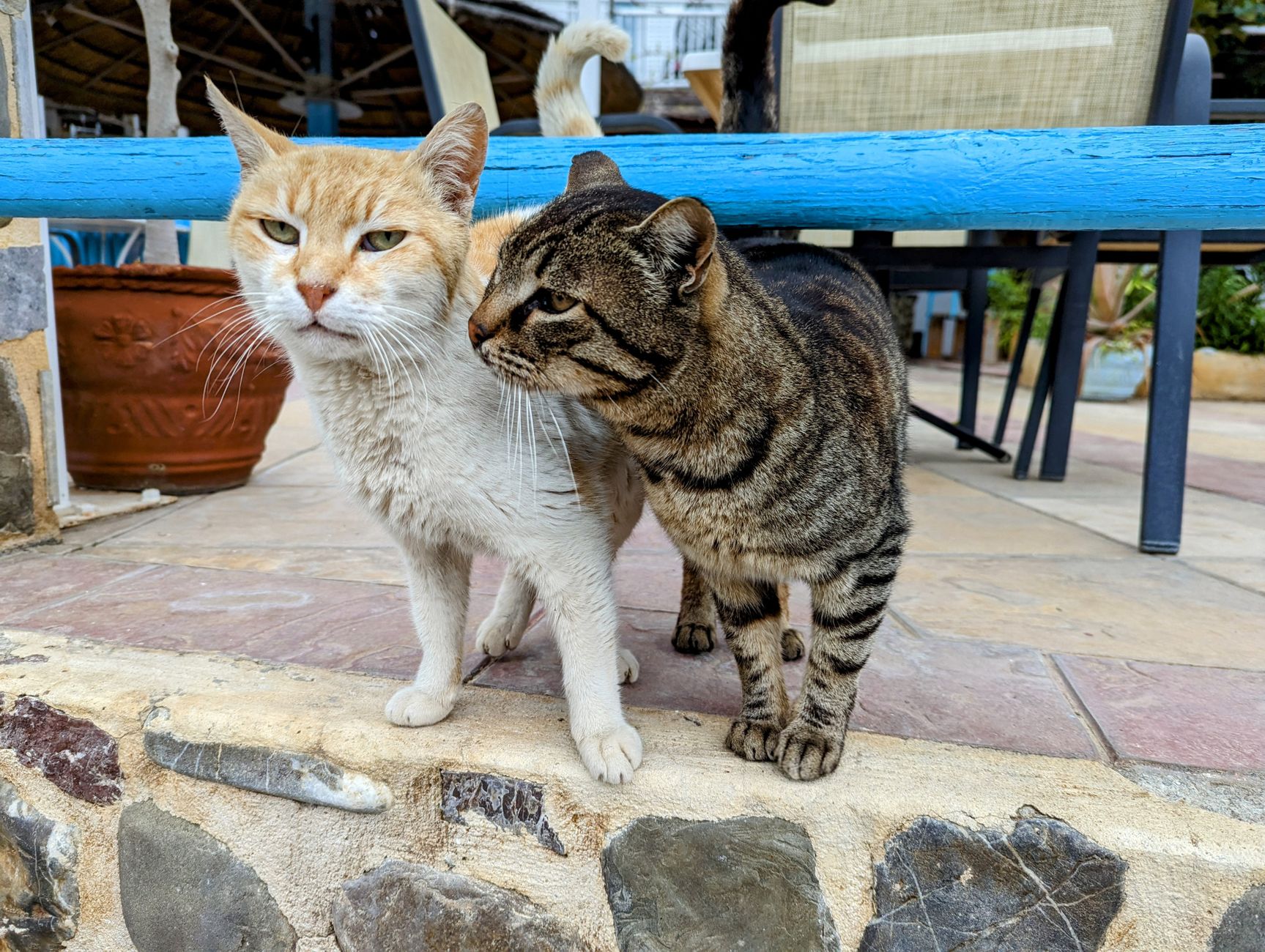 How Cat Cafes Are Helping Animal Shelters Rescue More Felines - Featured image