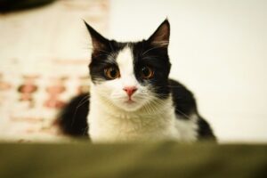 How to Find Your Trapped Cat: Professional Rescue Guide - Featured image