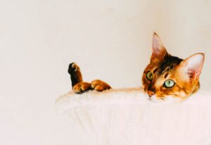 How to prevent boredom and stress in cats left alone during workday - Featured image