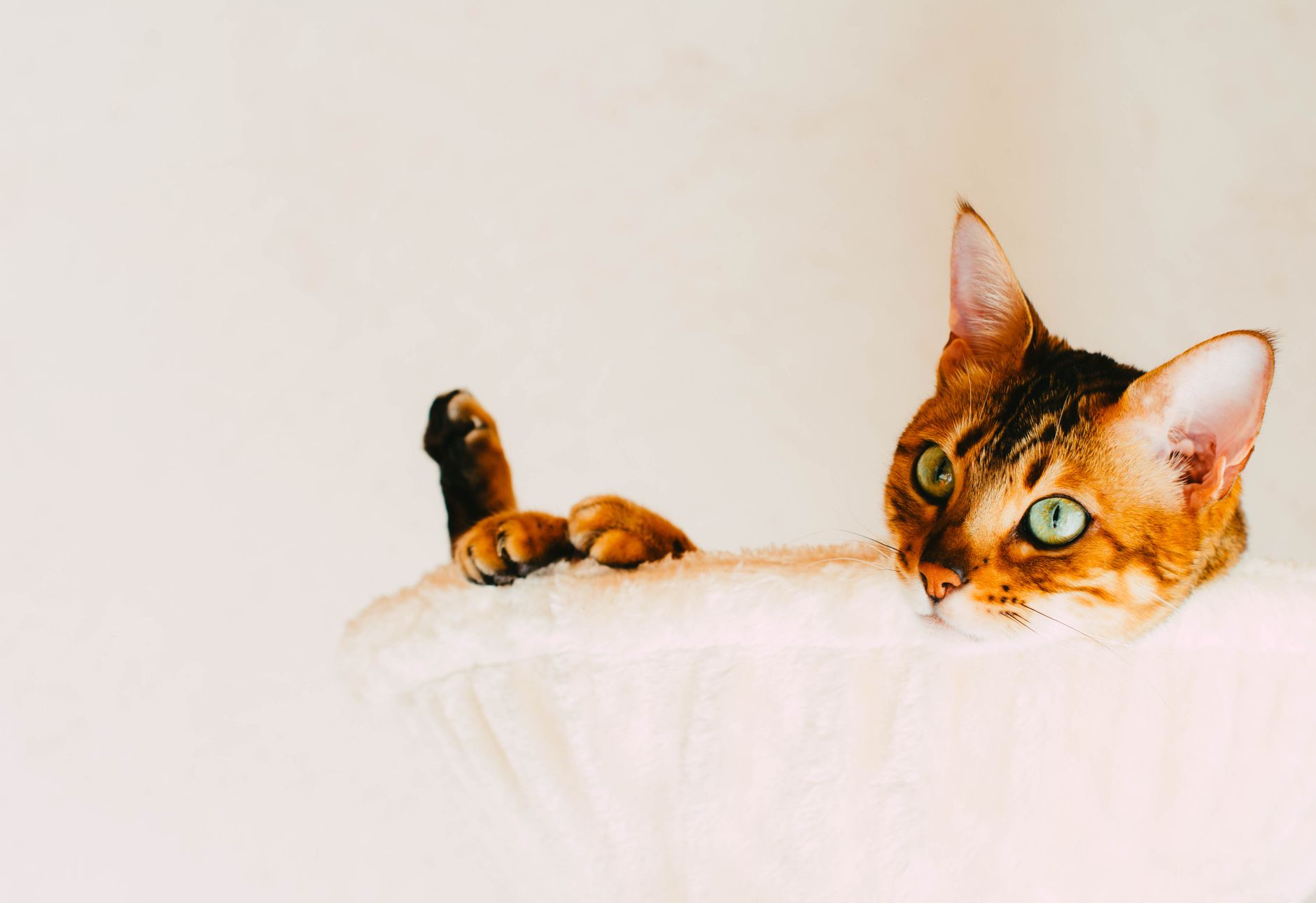How to prevent boredom and stress in cats left alone during workday - Featured image
