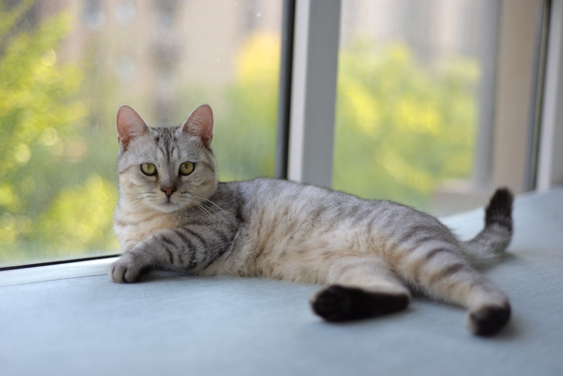 How to Prevent Toxoplasmosis From Cats: 1 in 3 At Risk - Featured image