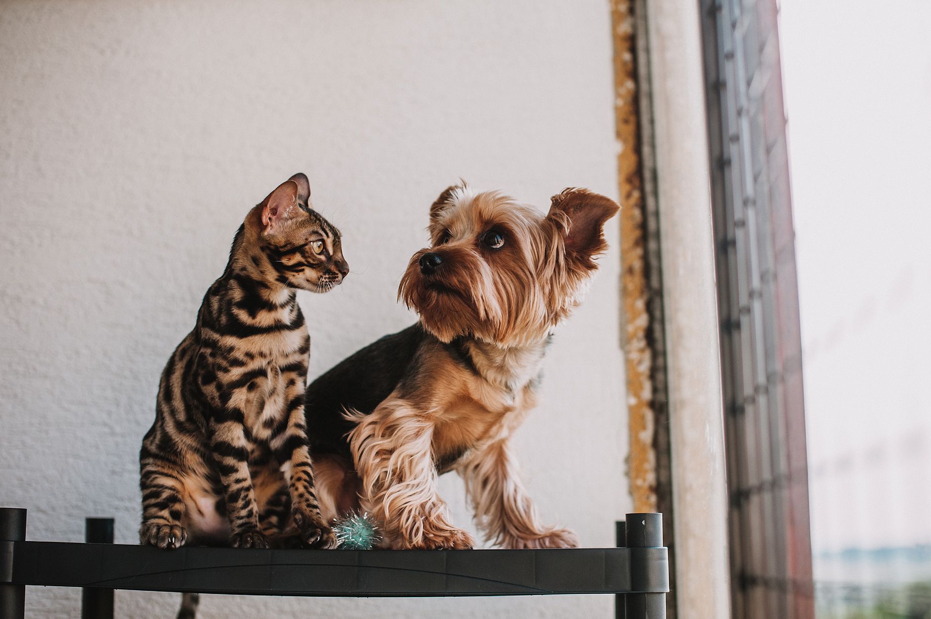 How to protect your dogs and cats from dangerous screwworms - Featured image