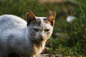 How to Reduce Cat Anxiety: 7 Proven Calming Techniques - Featured image