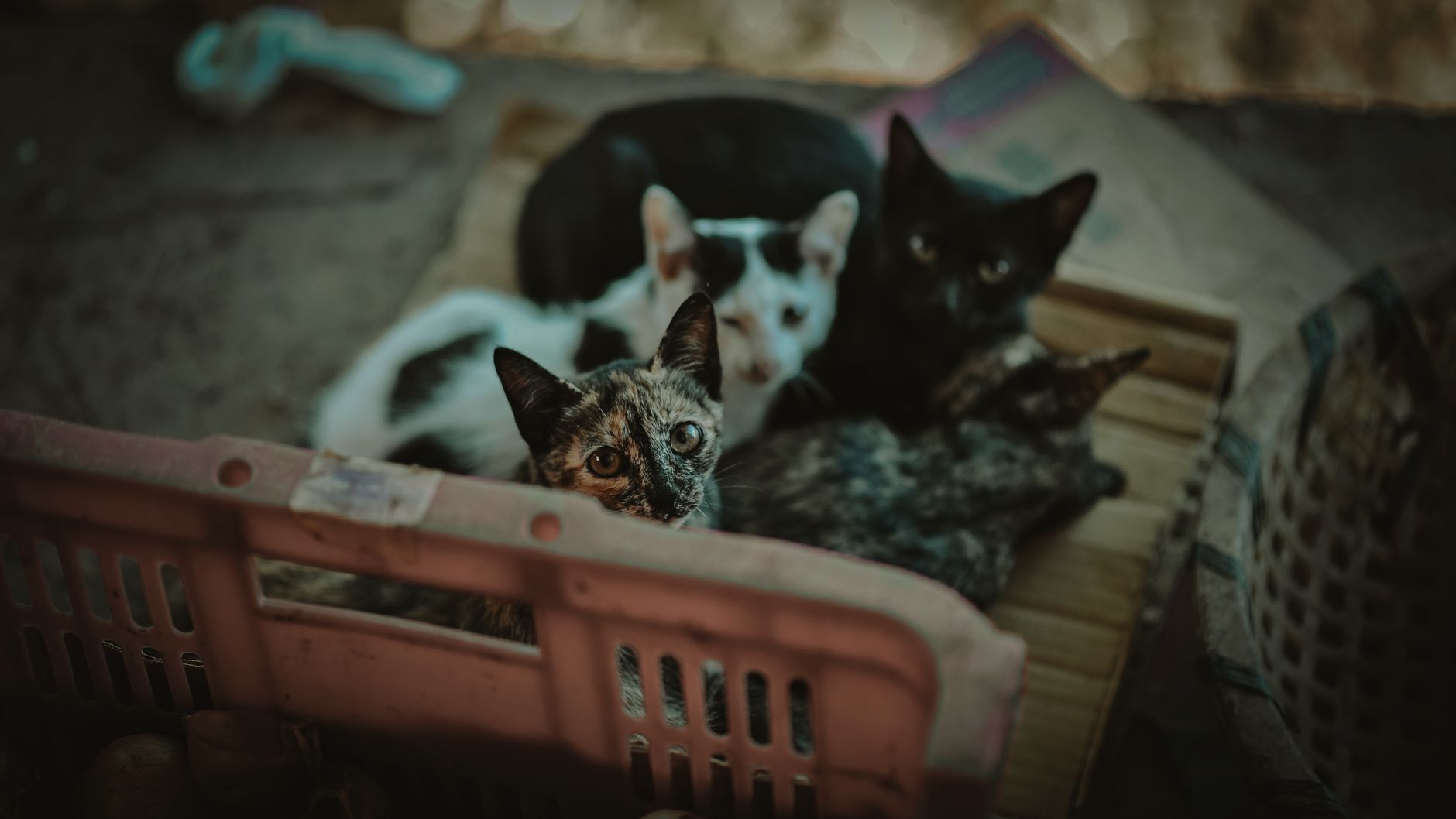 Hundreds of Kittens Arrive Weekly at Local Shelter; Volunteers and Resources Desperately Needed - Featured image