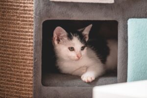 is it safe for cats to be in rain - Featured image