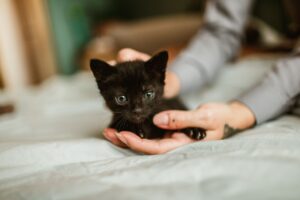 Is It Safe for Cats to Eat Grass: Veterinary Answer - Featured image