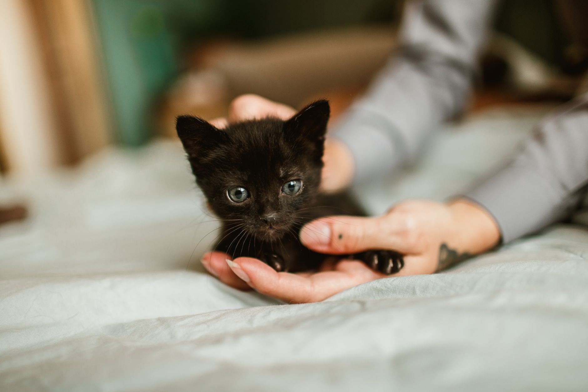 Is It Safe for Cats to Eat Grass: Veterinary Answer - Featured image