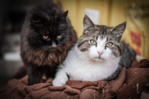 is it safe for cats to play with water - Featured image