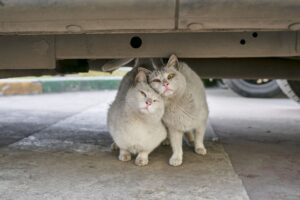is it safe for cats to stay outdoors all the time - Featured image