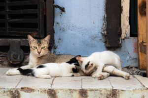Kitten Abuser Freed Hours After Arrest Alarming Neighbors and Pet Owners - Featured image