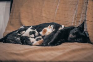 Kitten Becomes Unlikely Accomplice in Botched Bank Robbery Case - Featured image