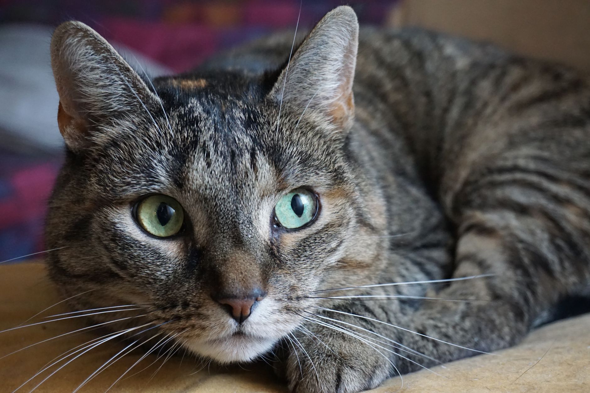 Lifelong Companion Cat Returned to Shelter After Human Caregiver's Death - Featured image