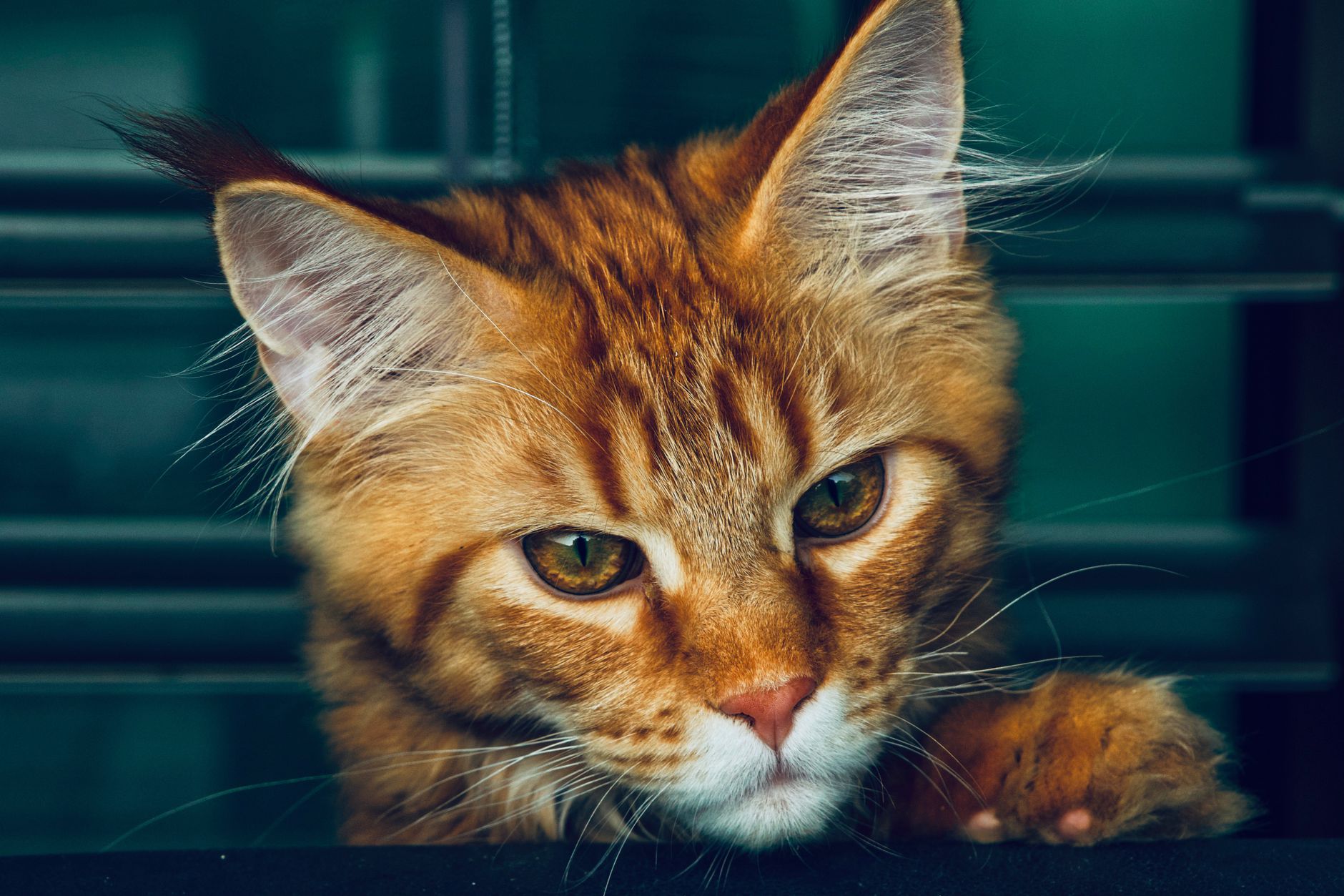 Maine Coon kittens available for purchase breeders Malaysia - Featured image