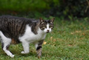 Maryland Suspect Arrested After Kitten Theft and Financial Crime Attempt - Featured image