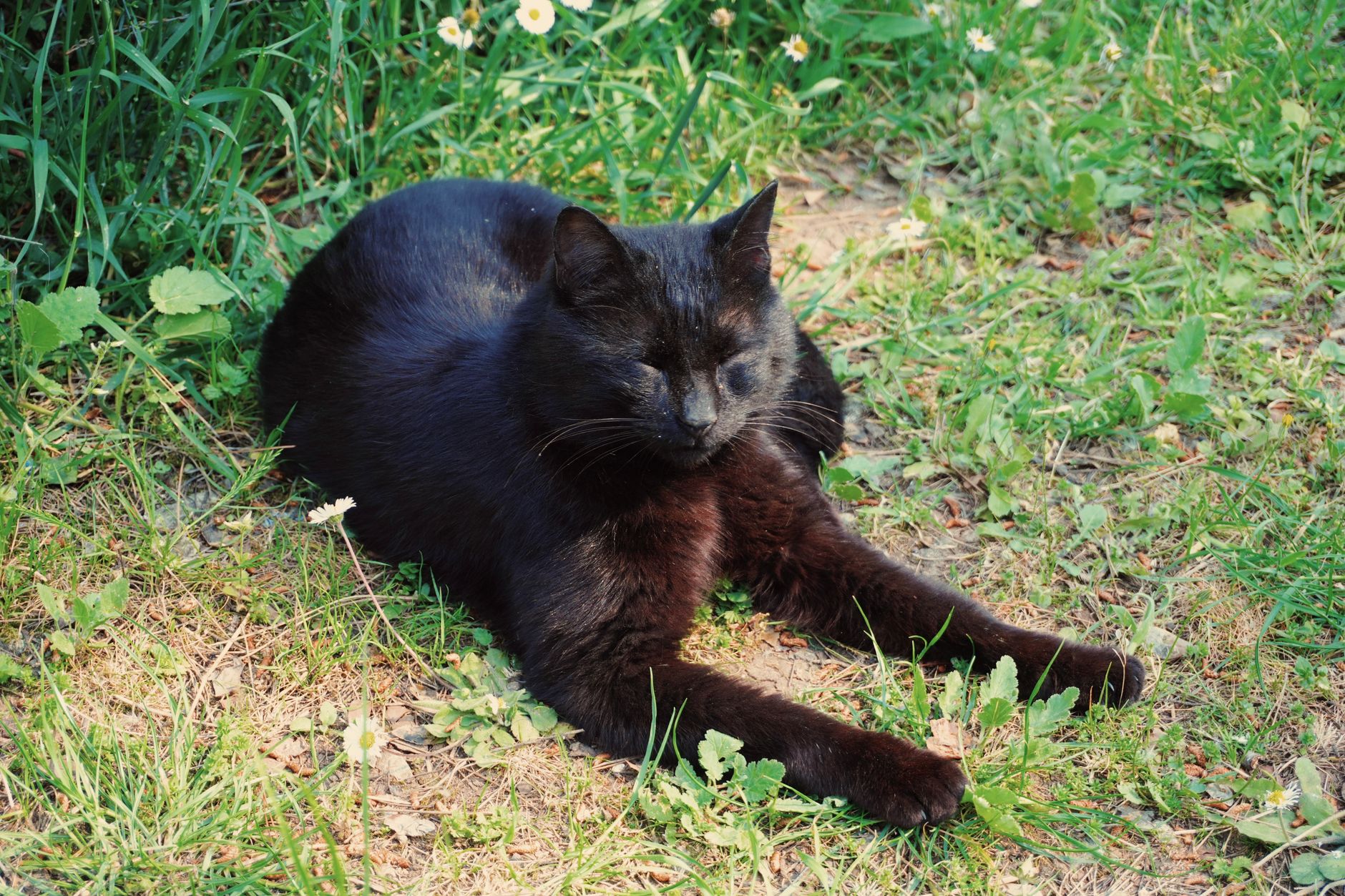 Maryland Suspect Arrested Carrying Abducted Kitten During Failed Bank Robbery - Featured image