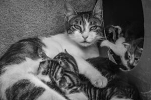 Maternal Cat Provides Final Grooming to Kitten Before Permanent Family Placement - Featured image