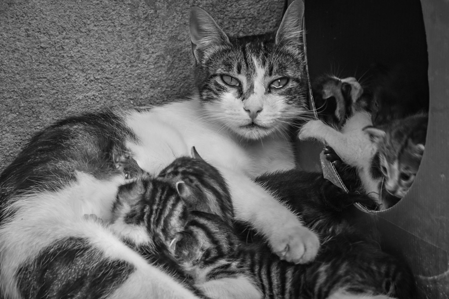 Maternal Cat Provides Final Grooming to Kitten Before Permanent Family Placement - Featured image