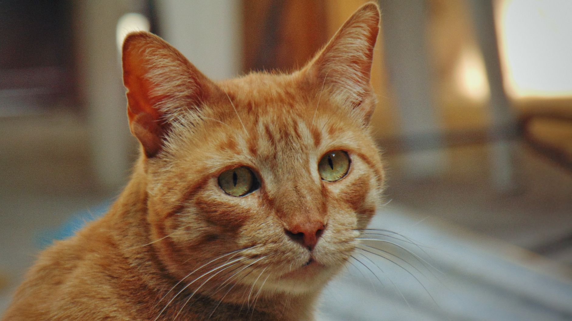 Meet Cheddar: Sweet Orange Cat Ready for Adoption and New Family - Featured image