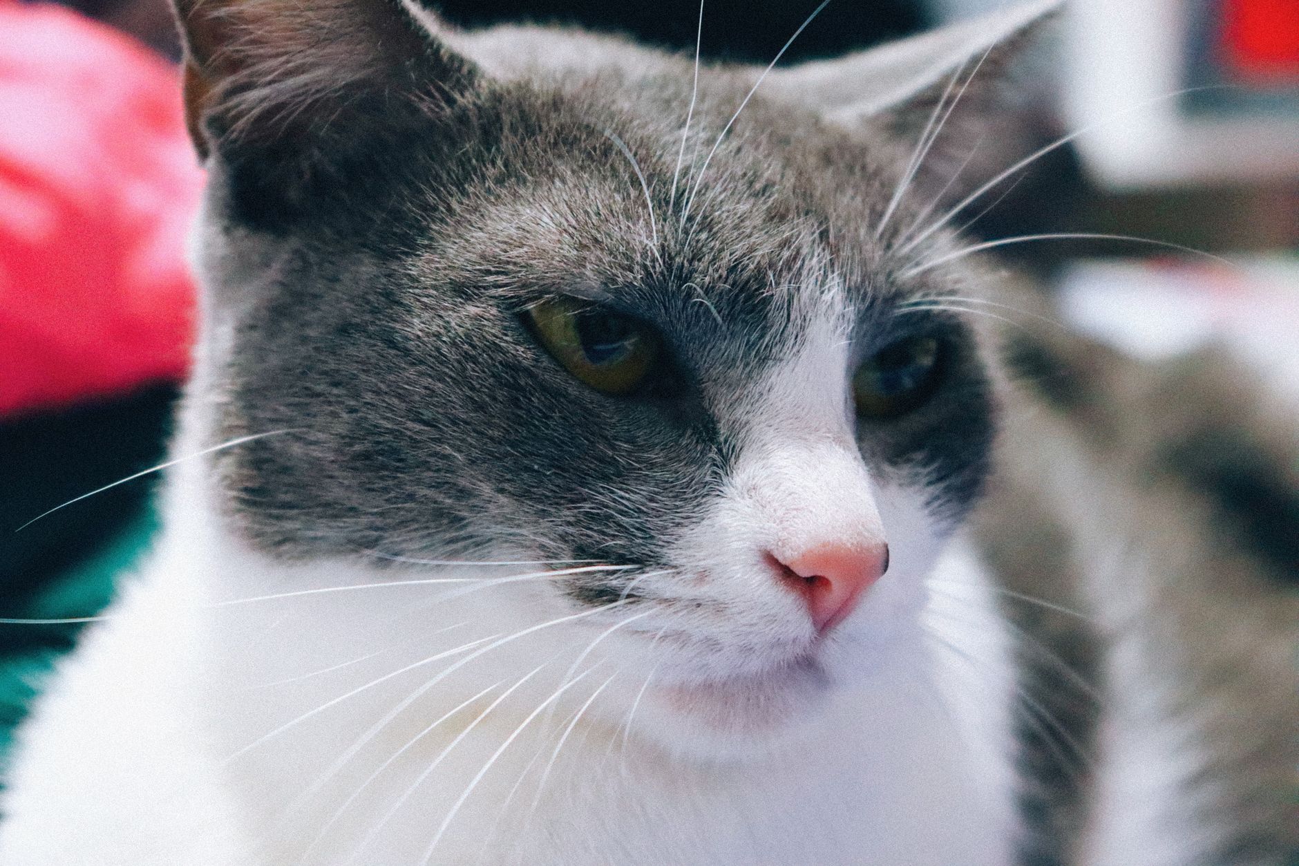 Meet Geraldine The Cat Featured This Week As Community Pet Spotlight - Featured image