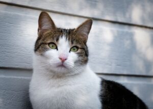 Minnesota's Leading 2 Feline Cafes for Pet Lovers - Featured image