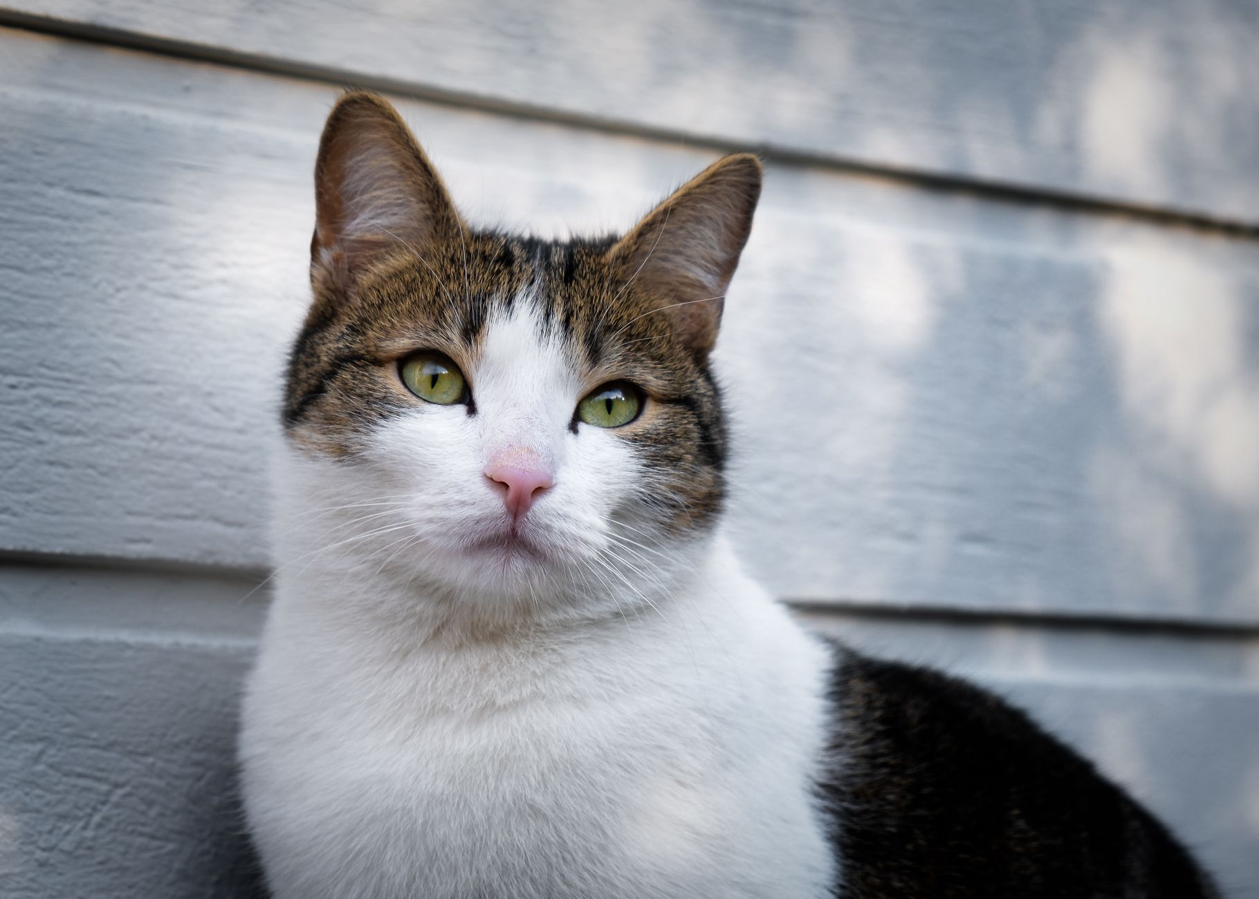 Minnesota's Leading 2 Feline Cafes for Pet Lovers - Featured image
