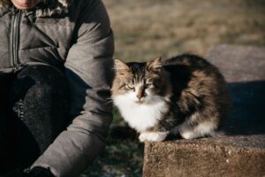 Minnesota's Top Feline Cafes: Visit These 2 Premier Destinations - Featured image