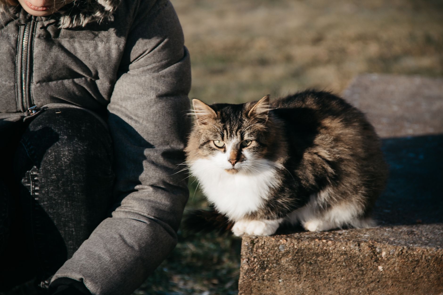 Minnesota's Top Feline Cafes: Visit These 2 Premier Destinations - Featured image