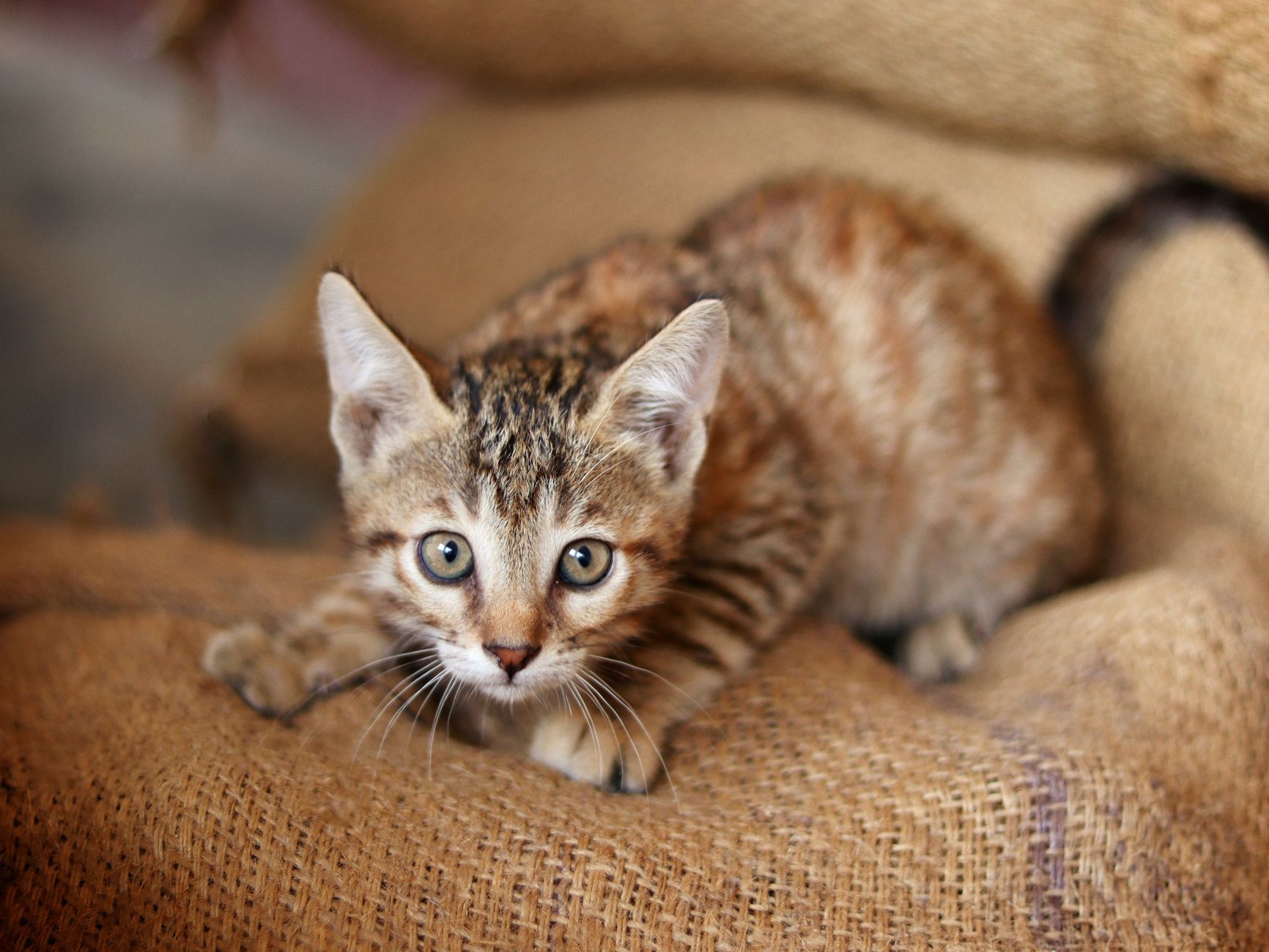 Mischievous dog tips feline's dish to commandeer entire meal - Featured image