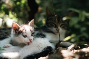 Missing kitten discovered hiding under car using AI technology and search - Featured image