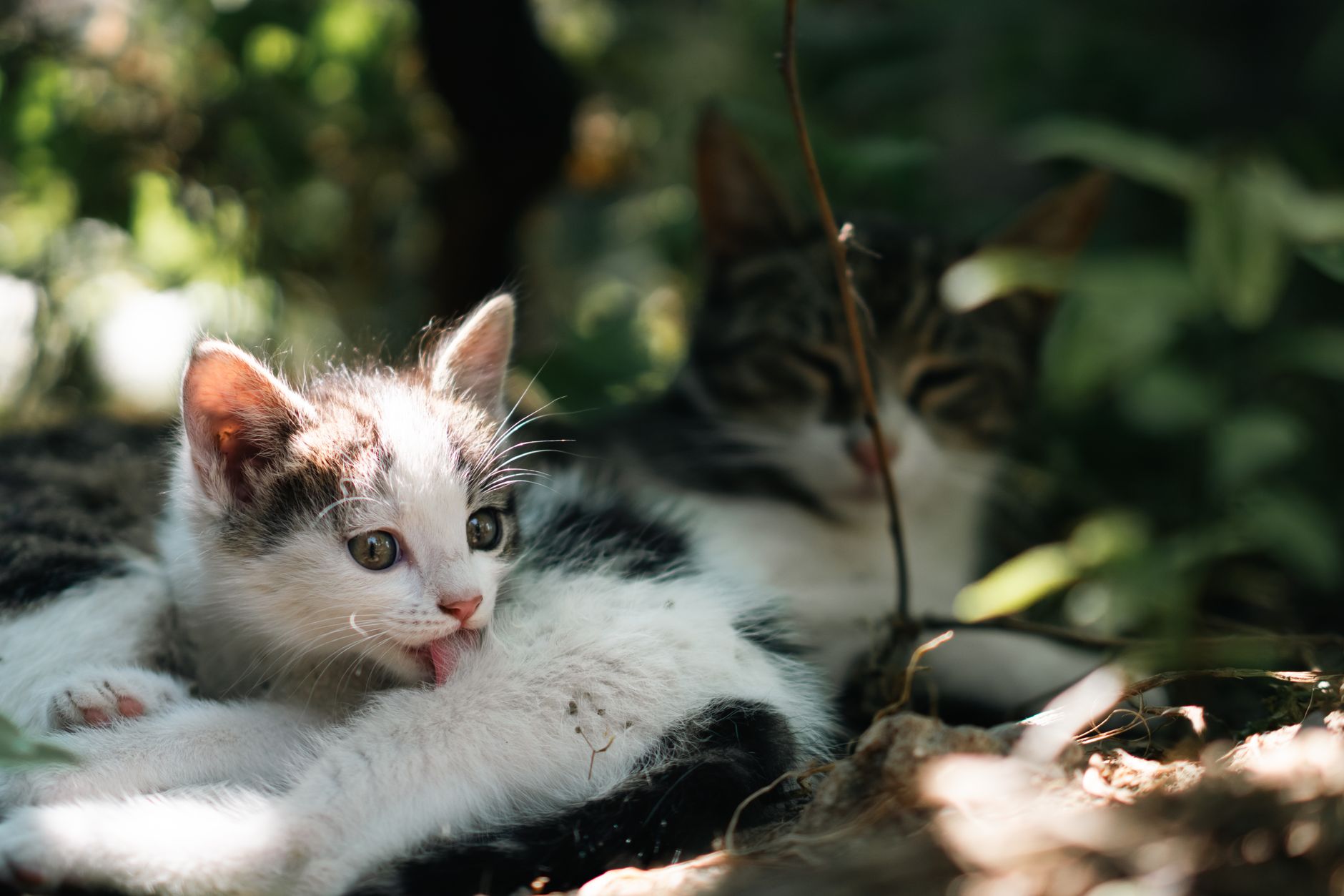 Missing kitten discovered hiding under car using AI technology and search - Featured image